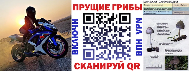 что такое   Фокино  нарко площадка состав  Псилоцибиновые грибы GOLDEN TEACHER 